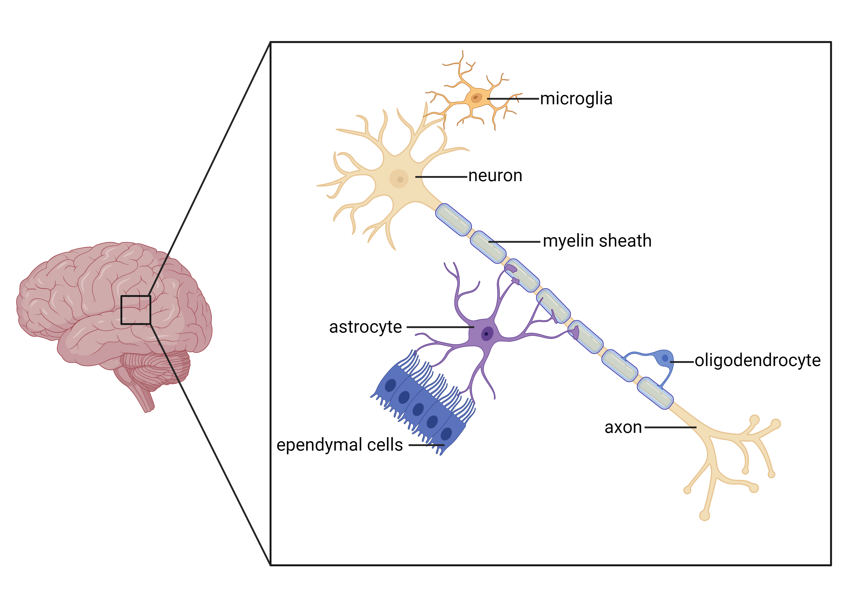 cellen van de hersenen