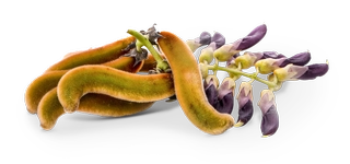 Mucuna Pruriens