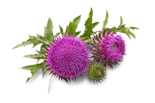 Silybum marianum (Mariadistel)