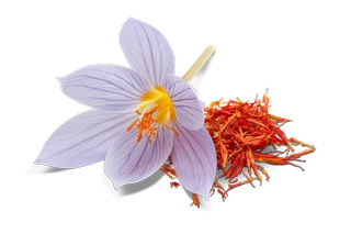 Crocus Sativus