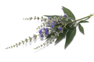 Vitex agnus castus