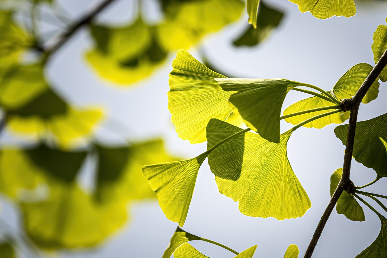 Planten- en kruidentincturen