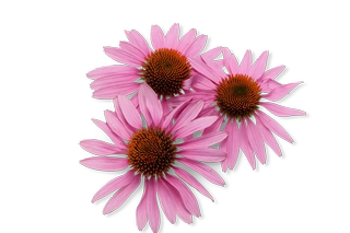 Echinacea (Zonnehoed)