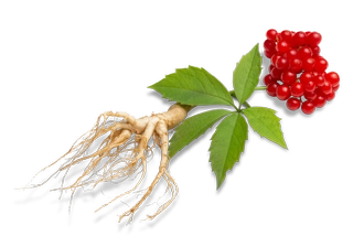 Panax Ginseng