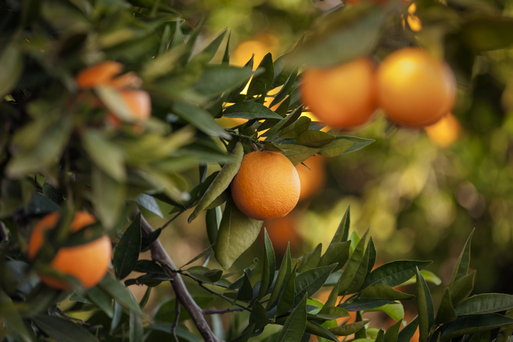 Vitamine C: het verschil tussen ascorbaat en ascorbinezuur