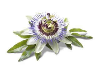 Passiflora incarnata (Passiebloem)